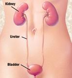 Organs of the Urinary System (cont.
