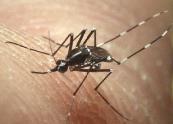 throughout the World Aggressive daytime biters Aedes aegypti Aedes