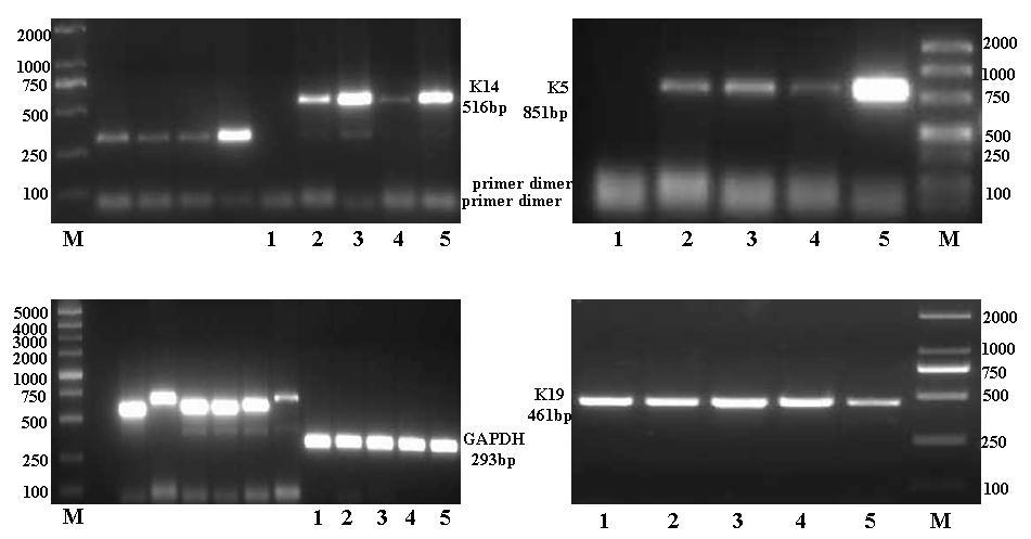 Supplementary Figure S4. Full-length images of RT-PCR in Figure 1a. RT-PCR assay for determining relative mrna expression levels of several genes in keratinocytes, hafs cells and hescs.