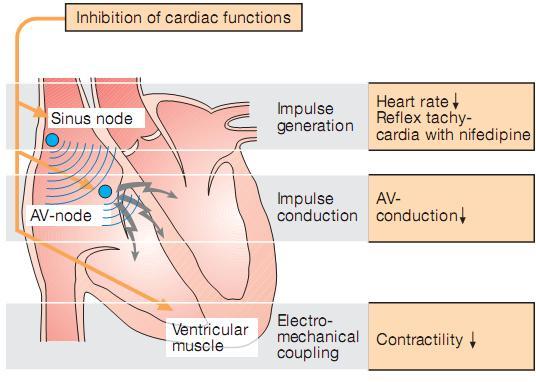 MEDICAL USE FOR CARDIAC GLYCOSIDES ATRIAL FIBRILLATION and FLUTTER Atrial fibrillation and flutter lead to a rapid ventricular rate that can impair ventricular filling (due to decreased filling time)
