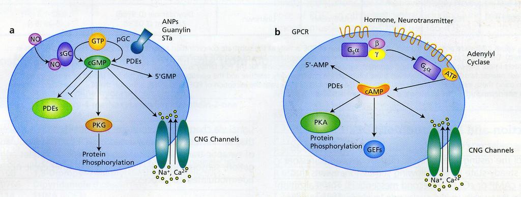 PHOSPHODIESTERASE INHIBITORS A phosphodiesterase inhibitor blocks one or more of the subtypes of the enzyme phosphodiesterase (PDE), thereby preventing the
