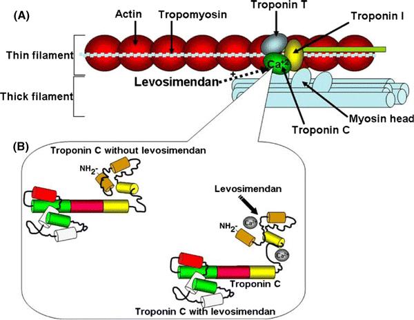 LEVOSIMENDAN Levosimendan exerts its positive inotropic effect by increasing calcium sensitivity of myocytes by binding to cardiac troponin C in a calcium-dependent manner.