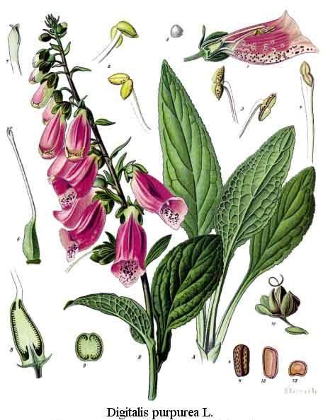 DIGITALIS (Foxglove) This name indicates a group of pharmacologically active compounds (mainly digitoxin and digoxin) extracted mostly from the leaves of Digitalis Lanata or Digitalis Purpurea.
