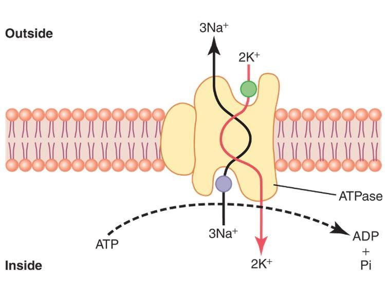 NA + /K + ATPase Pump is the target of cardiac glycosides The Na + /K + -ATPase is composed of 2 subunits (α and β).