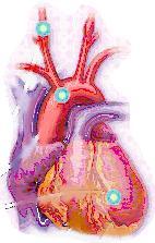 Vago + nodo SA nodo AV + DIGITALICI Heart rate reduction by cardiac glycosides is due, in part, to