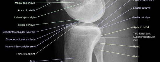 Knee Adjunct Studies X rays Knee Adjunct Studies X rays Knee Adjunct