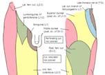 Knee Anatomy Fibrocartilage 40 50% Load in