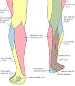 Supply Innervation Knee Anatomy