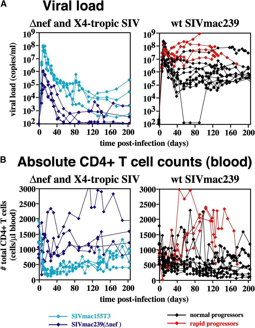 for CCR5, Ki-67, and BrdU expression were determined using isotype-matched negative control mabs, and in the case of BrdU, BrdU analysis of study animals before BrdU pulsing. mabs. mabs L200 (CD4; True Red and APC conjugated), SP34 (CD3; FITC, PE, True Red, and APC), CD28.