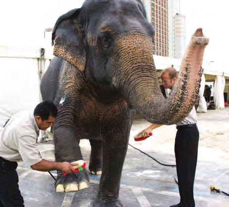 The Asian elephant has been living and working with humans for thousands of years.