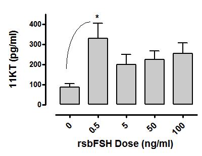 In vitro functional characterization of r-fsh