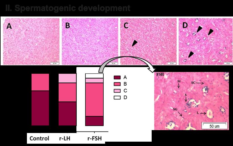 In vivo effects of r-fsh and