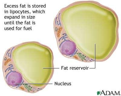 Body Fluids Intracellular Fluid Compartment All fluid inside the cells 40% of body weight Extracellular Fluid Compartment All fluid