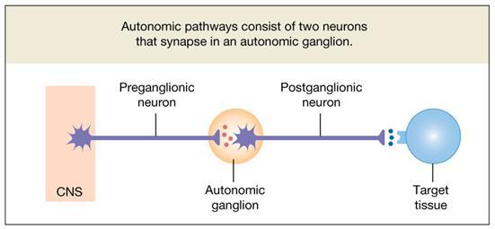 housed within an autonomic ganglion.