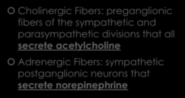 Cholinergic Fibers: preganglionic fibers of the