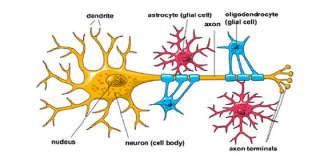 There are three kinds of glial cells: Astroglia (astrocytes) and Oligodendrocytes of ectodermal origin Microglia mesodermal Ependymal cells line the cerebral ventricles TargetHealthGlobal Astrocytes