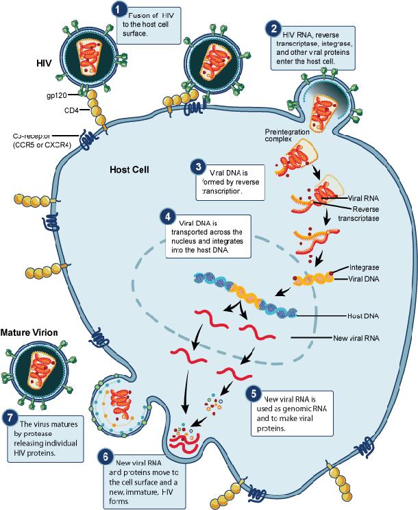 6/1/2011 HIV Replication Cycle Credit: NIAID HIV Replication Cycle Glossary CD4 a large glycoprotein that is found on the surface of helper T cells, regulatory T cells, monocytes, and dendritic cells.