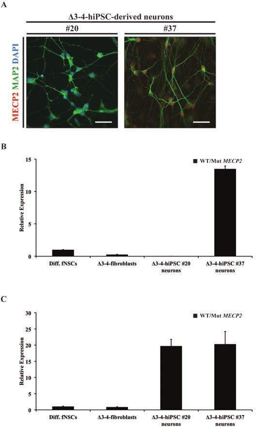 Figure 2.20. MECP2 expression follows the pattern of XCI in Δ3-4-hiPSC-derived neurons Δ3-4-hiPSC #20 and #37 were differentiated into neurons for 9 to 10 weeks.