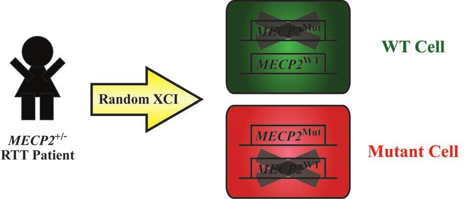 Figure 1.1. XCI in RTT The X-linked nature of MECP2 lends itself to be subject to the effects of XCI in female cells.
