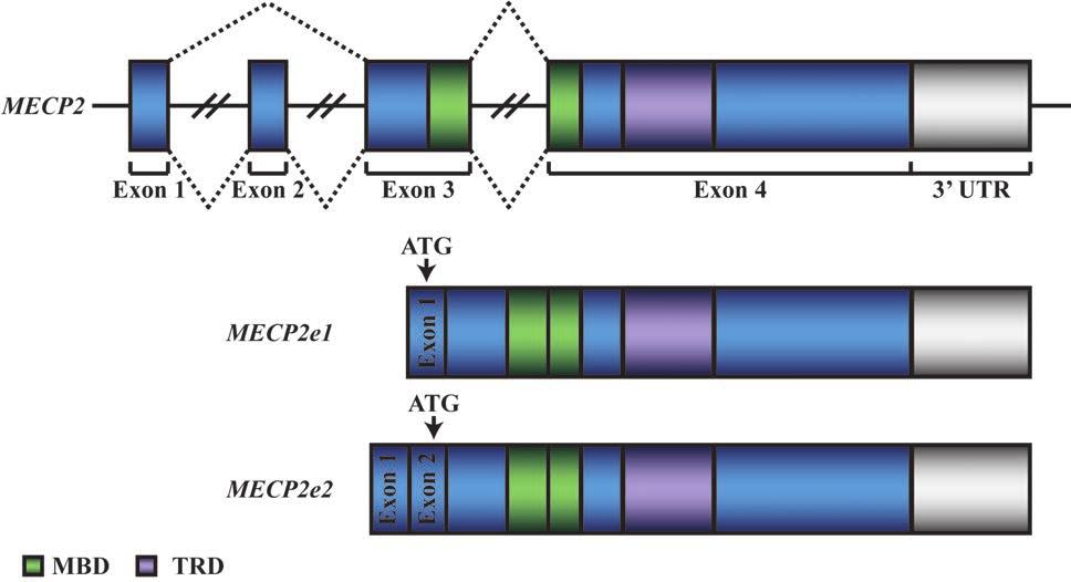 Figure 1.3. MECP2 is alternatively spliced into two isoforms MECP2 encodes four exons that are alternatively spliced into two isoforms, MECP2e1 and MECP2e2.