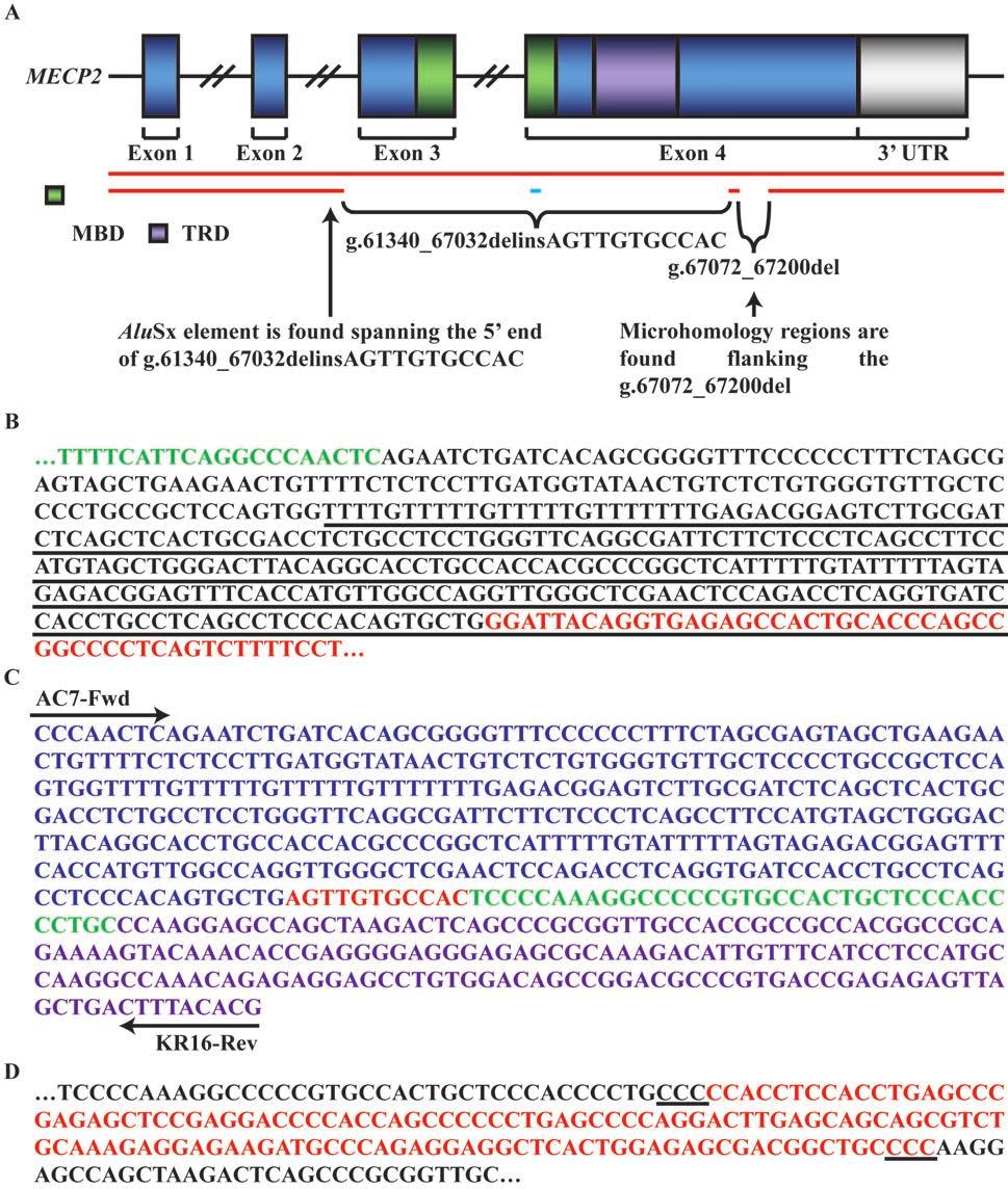 Figure 2.2. Sequence analysis of the Δ3-4 MECP2 mutation (A) Overview of the Δ3-4 MECP2 mutation. There are two deletions that comprise the Δ3-4 MECP2 mutation, g.