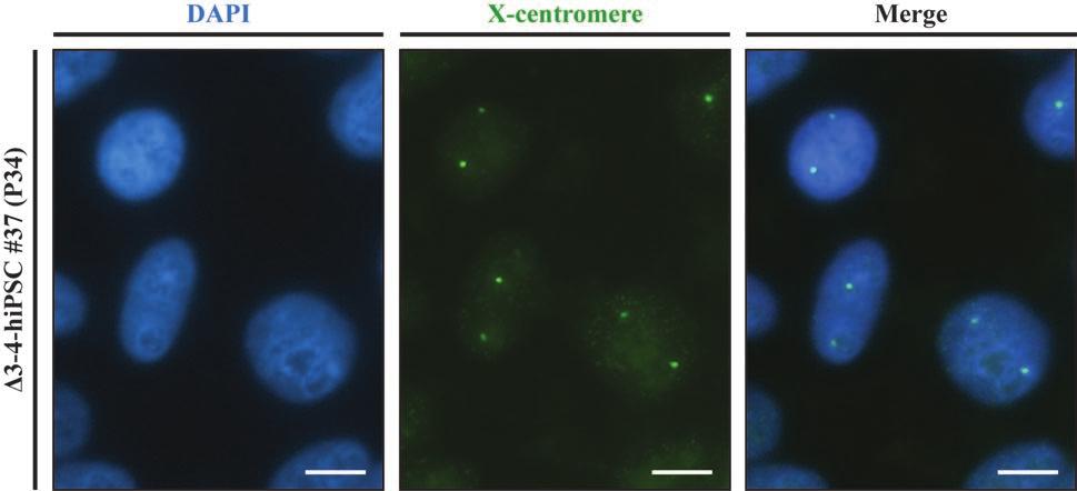 Figure 2.14. Δ3-4-hiPSC #37 carry two X-chromosomes DNA-FISH for the X-centromere was performed on Δ3-4-hiPSC #37.