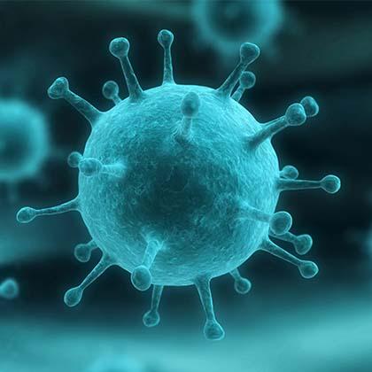 Influenza virus RNA viruses