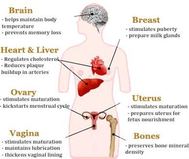 Role of Estrogen Brain Helps maintain body temperature Prevents memory loss Heart & Liver Regulates cholesterol Reduces plaque build up in arteries Ovary Stimulates maturation Kickstarts menstrual