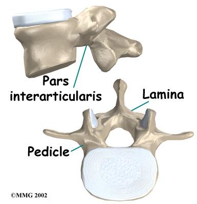 The protective ring that surrounds the spinal cord is a continuous ring of bone. Its sections include two pedicles, which attach directly to the back of the vertebral body.