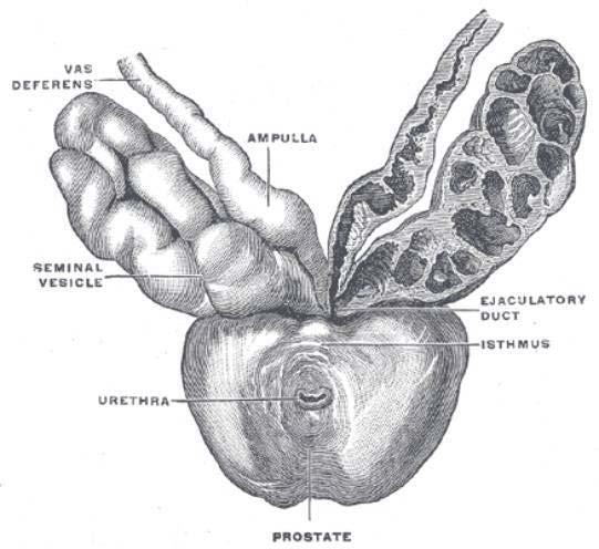 Slide 2 Prostate Anatomy Base Apex 2 Henry Gray (1825 1861). Anatomy of the Human Body.