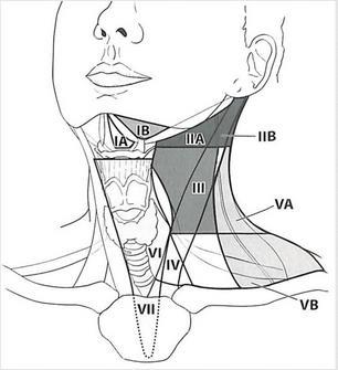 Additional regional LN group: Suboccipital Retropharyngeal Parapharyngeal Buccinator (fascial)