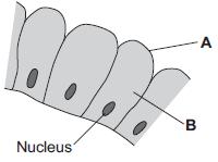 10 The image below shows some cells in the lining of the stomach. (a) (i) Use words from the box to name structures A and B. cell membrane chloroplast cytoplasm vacuole A... B... (ii) What is the function of the nucleus?
