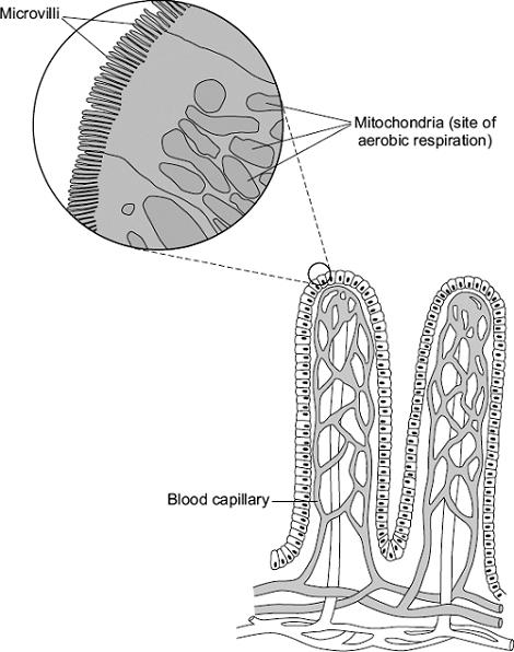 4 The villi of the small intestine absorb the products of digestion. The diagram shows two villi.