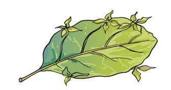 Activity 12.3 Fig. 12.4 Leaf of Bryophyllum with buds in the margin from the main plant body. Each detached part can grow into a new plant.