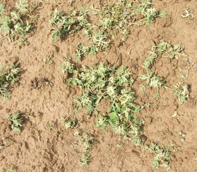 Figure 25: Effect on dicamba treatment on ragweed (left: 3 WAT, right: 12 WAT) Conclusions Under optimal growing conditions, ragweed did not seem to be a considerable weed problem in cereals and not