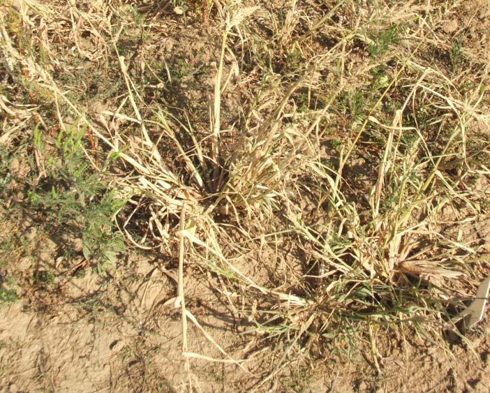 The efficacy of soil herbicides greatly depends on the presence of precipitation. Among leaf herbicides some sulfonylureas, triketones and auxin type herbicides gave good effect for ragweed control.