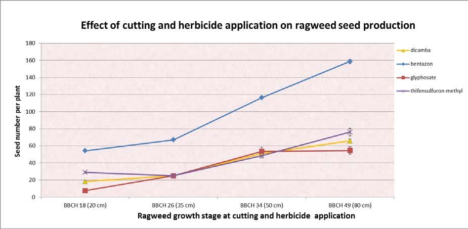 Figure 29: Influence of ragweed growth stage at clipping and combination of clipping and herbicide application on seed production per plant.