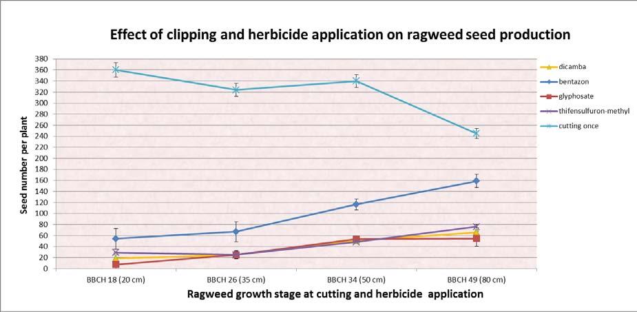Efficacy of cutting was higher, when ragweed was clipped at later growth stages. Combination of cutting and herbicide application was more effective at early growth stage of ragweed.