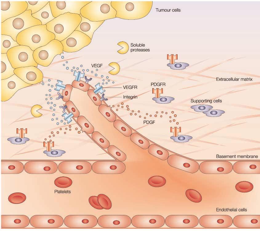 Figure 1 Simplified overview of some key steps in tumour angiogenesis.