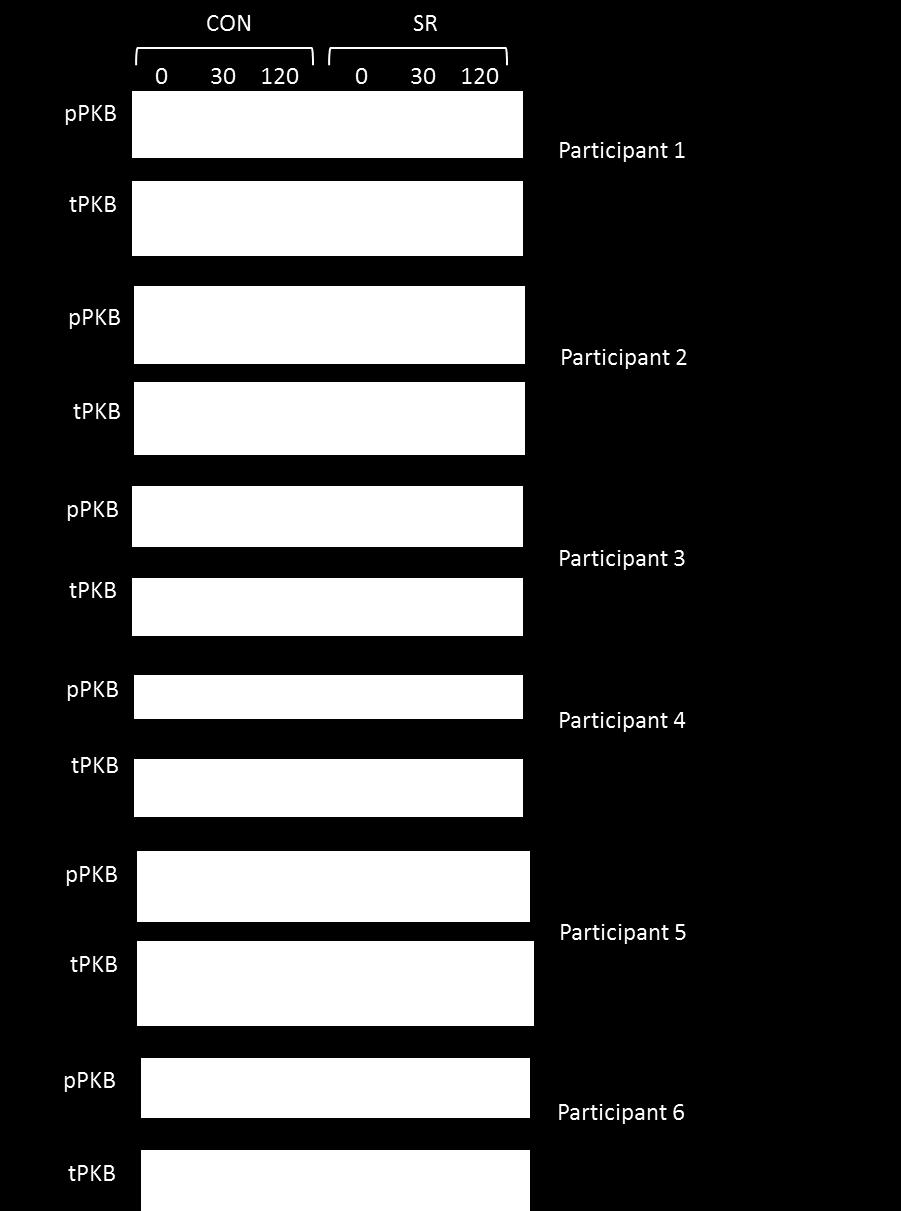 Appendices Appendix 1 Individual Western Blot results showing phosphorylated PKB