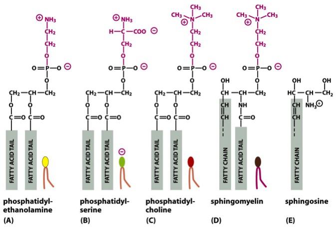 Sphingolipids Glycolipids Figure 10-3