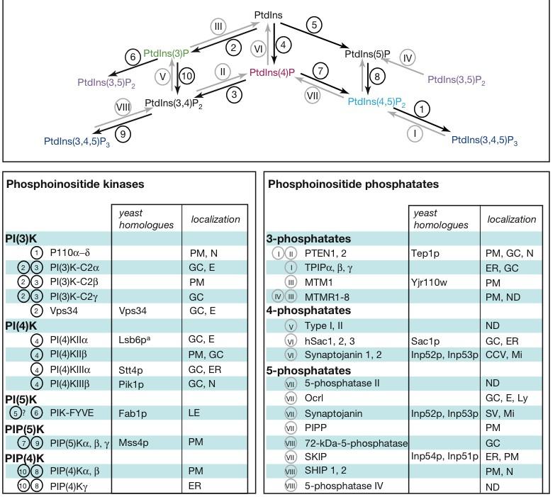 PI-phosphorylation/ dephosphorylation pathways.