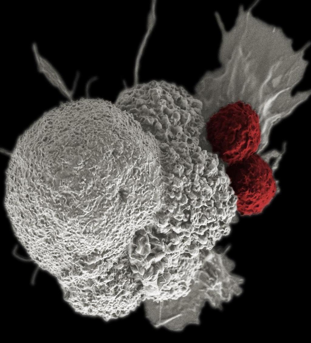 Our Mission To activate CD8+ Killer T-cells to turn COLD tumors HOT We seek to combine with