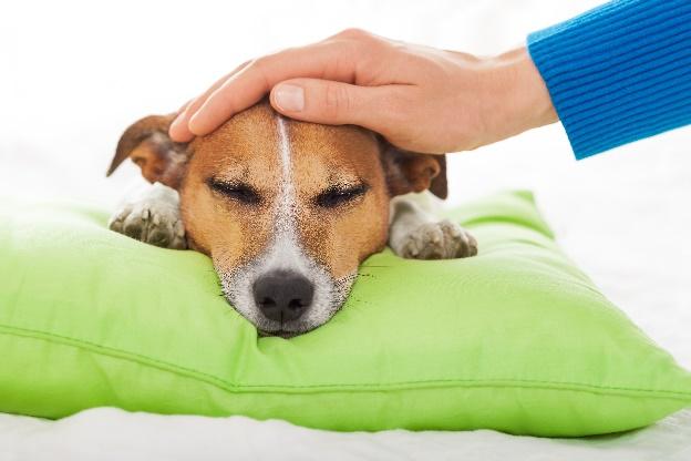 ESSENTIAL OILS FOR YOUR PETS Oils to avoid topically and internally with dogs: Birch Melaleuca (Tea Tree) Thyme Use caution with hot oils such as Oregano Cassia Cinnamon Clove Rosemary Recipes Oils