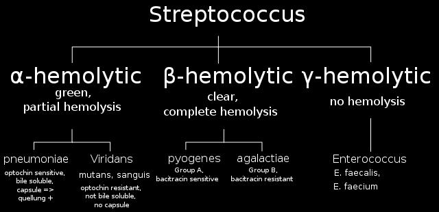 Groups of Streptococci