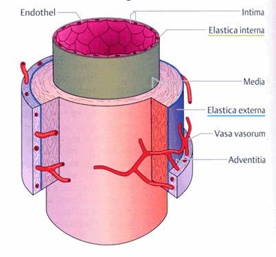 Pathophysiology Larger arteries from septic emboli to vasa vasorum Vessel