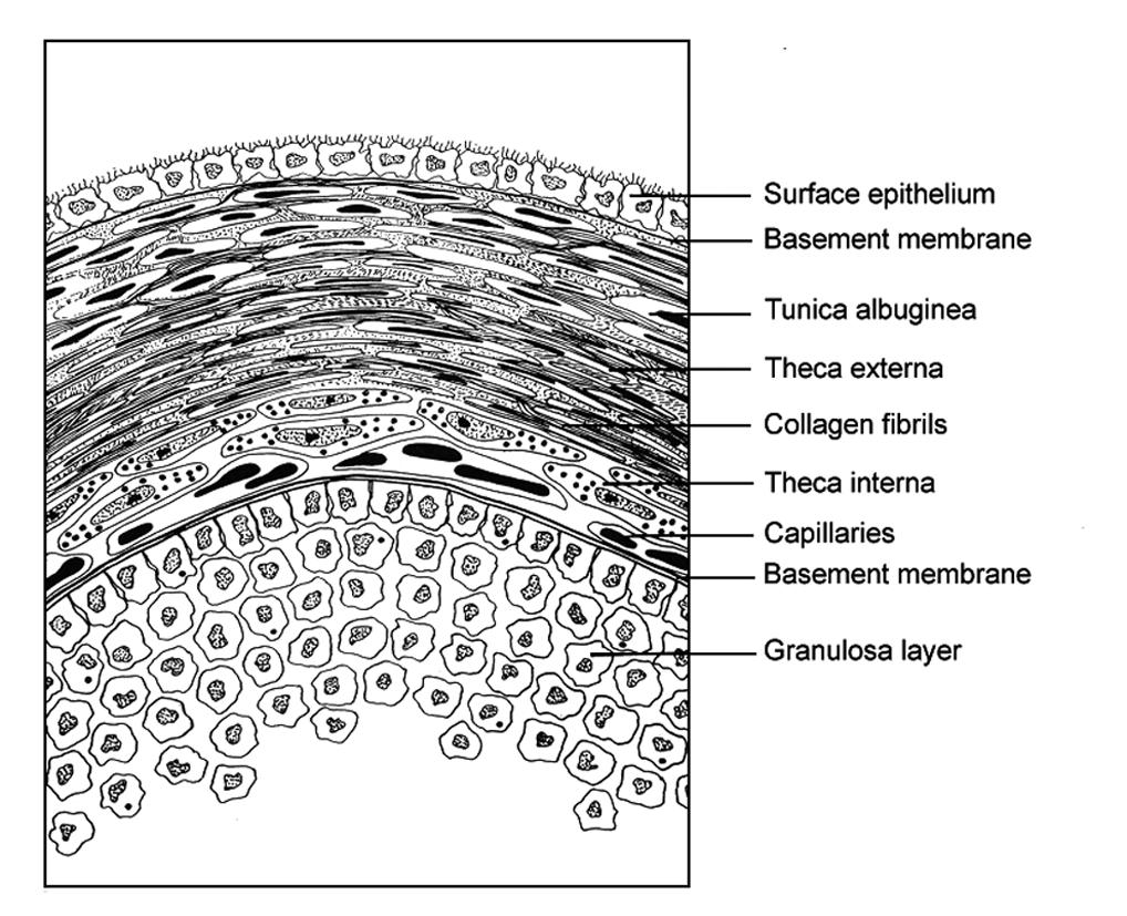 Figure 4. The follicular wall. (From Espey and Lipner, 1994).
