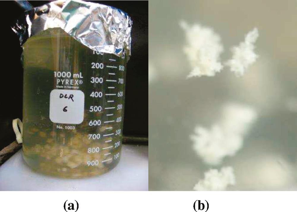 Evidence for FOG Deposit Formation Mechanisms in Sewer Lines. He, 2011. Formed FOG Deposits in Lab Using CaCl 2 and GI Effluent. Without Free Fatty Acids (FFAs), Calcium Salts Do Not Form.