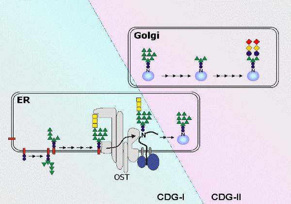 Congenital disorders of glycosylation - CDG syndromes Protein glycosylation is either through asparagine (N) or serine/threonine (O) There