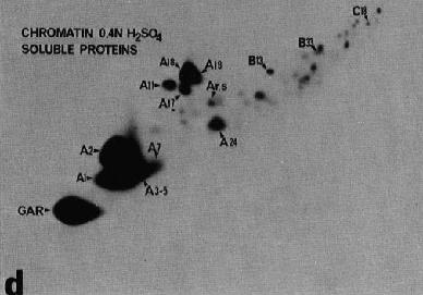 Mono-ubiquitylation (ie. Histone substrates) Originally identified in 1975 by Goldknopf et al. using 2D-gels Coomassie staining Protein A24.